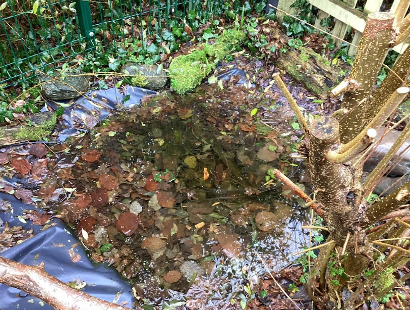 KS1 Pond